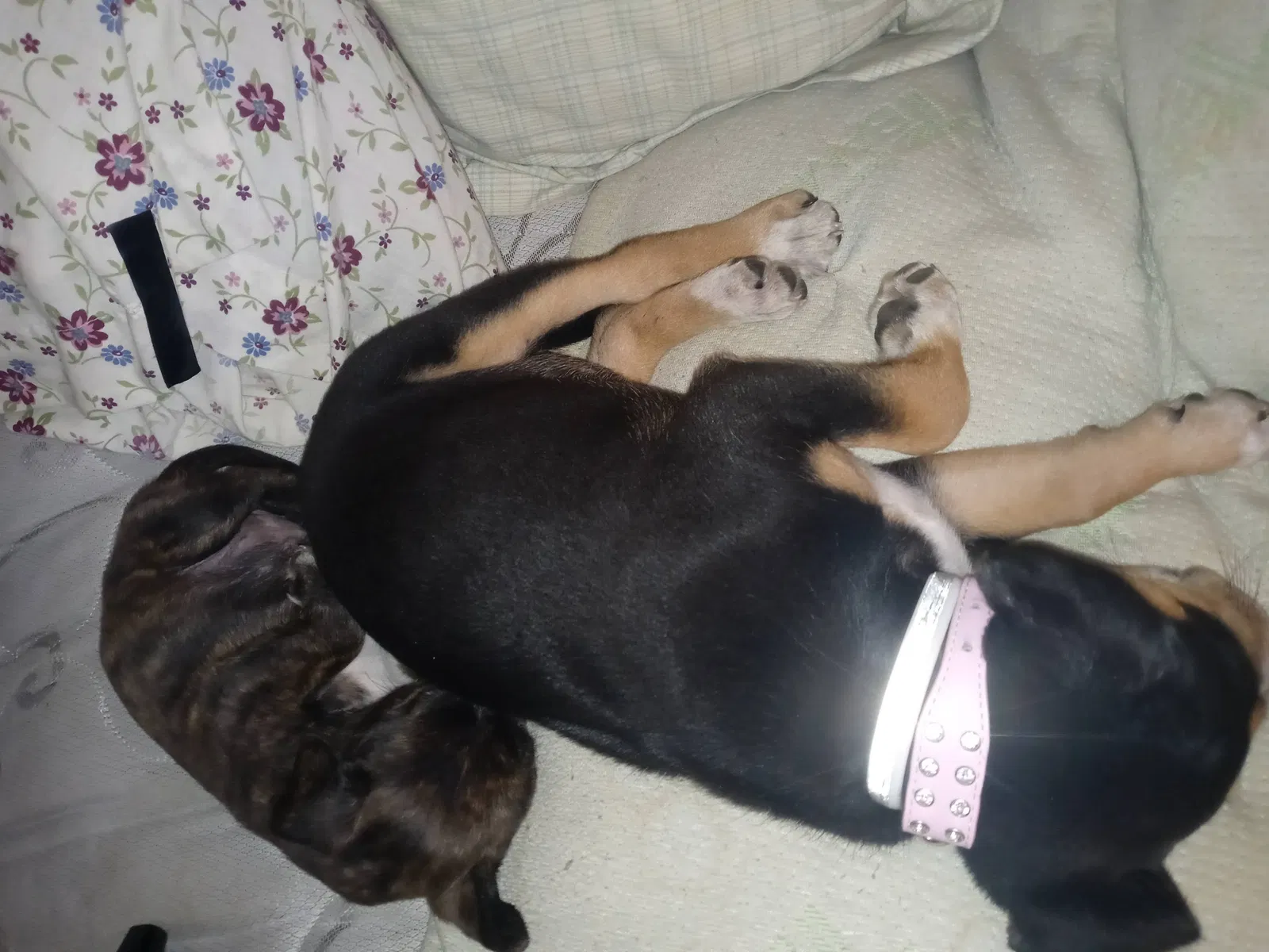 Lost dog in Lincolnton, NC, 28092