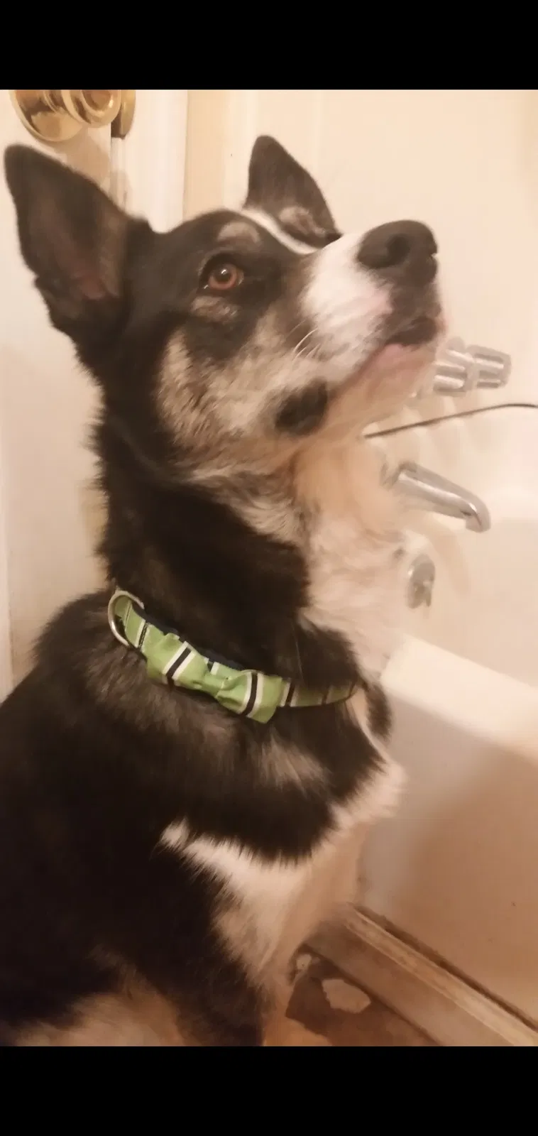Lost dog in Birmingham, AL, 35210
