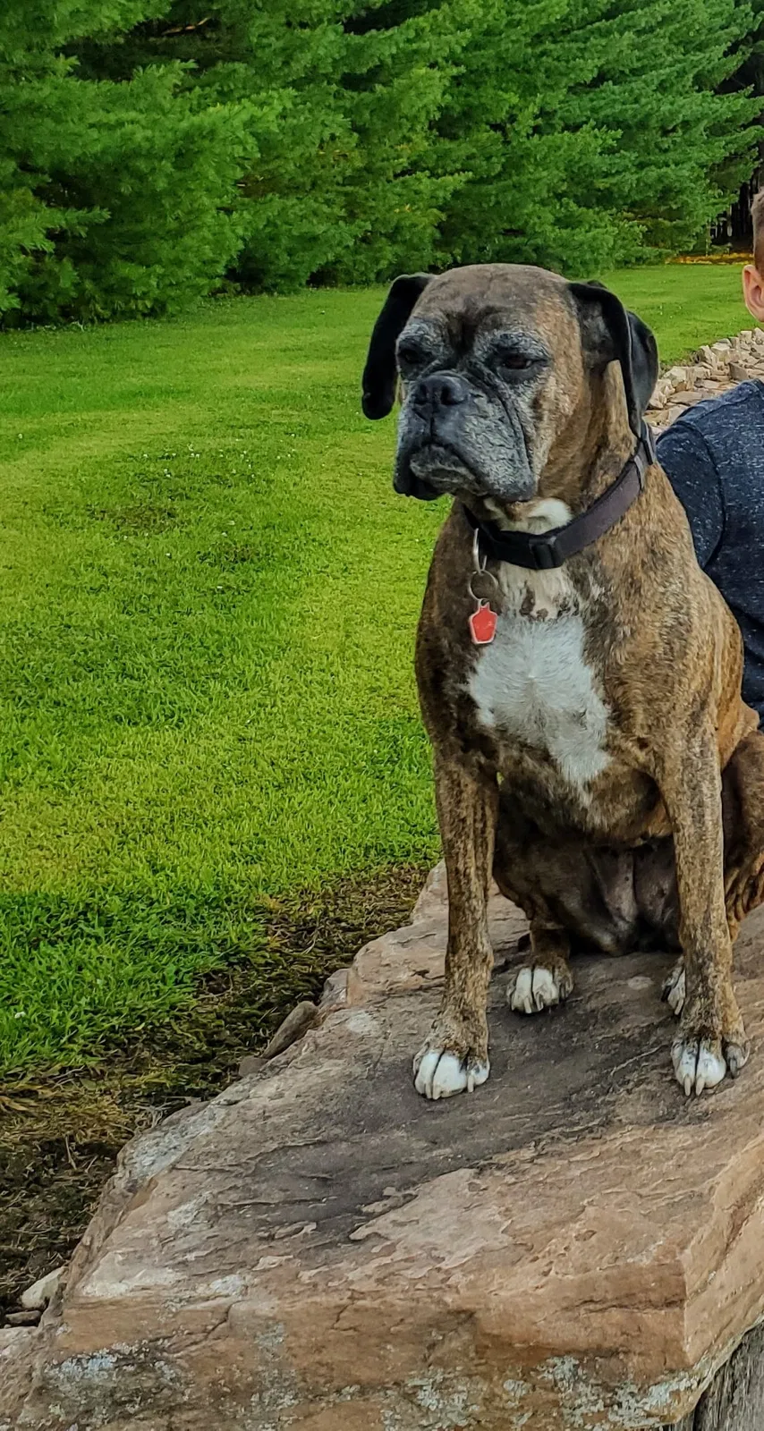 Lost dog in Pittsville, WI, 54466