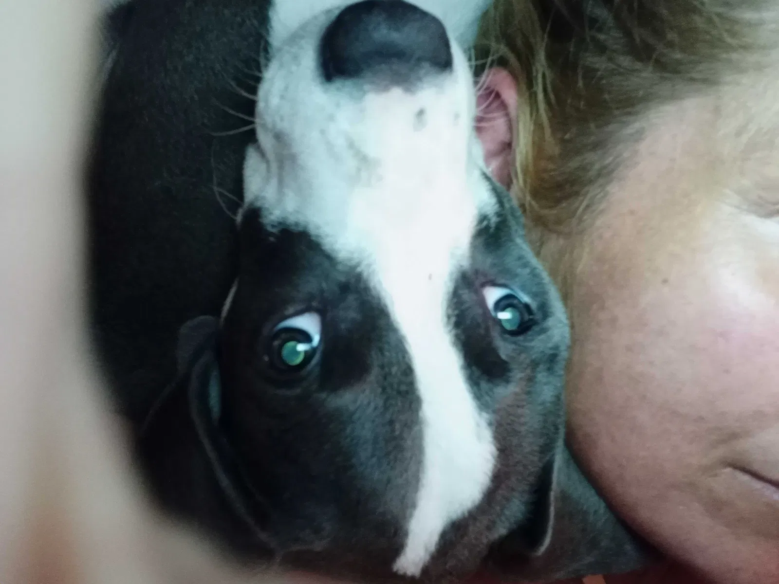 Lost dog in Charleston, SC, 29407
