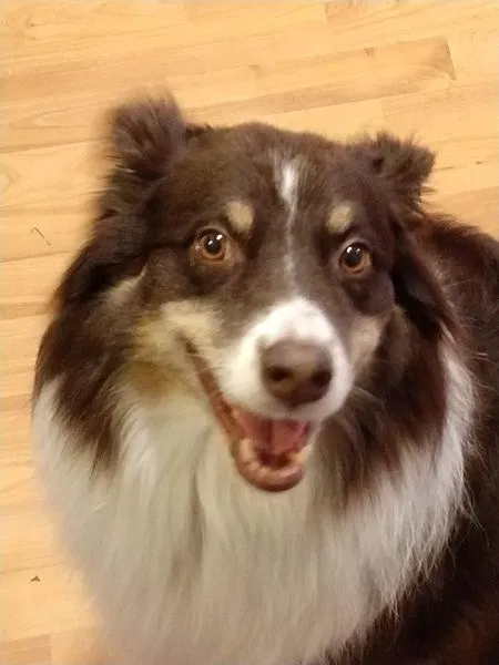 Lost dog in Iowa City, IA, 52240