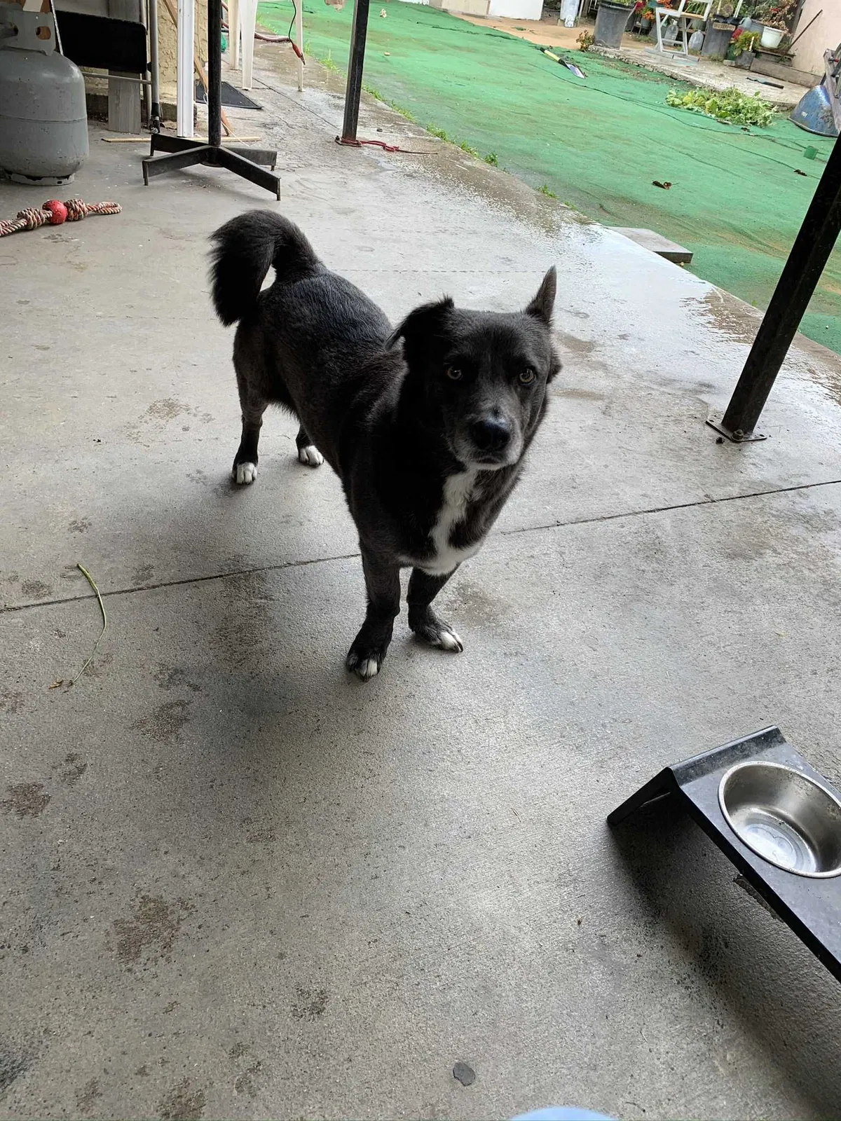 Lost dog in Compton, CA, 90221