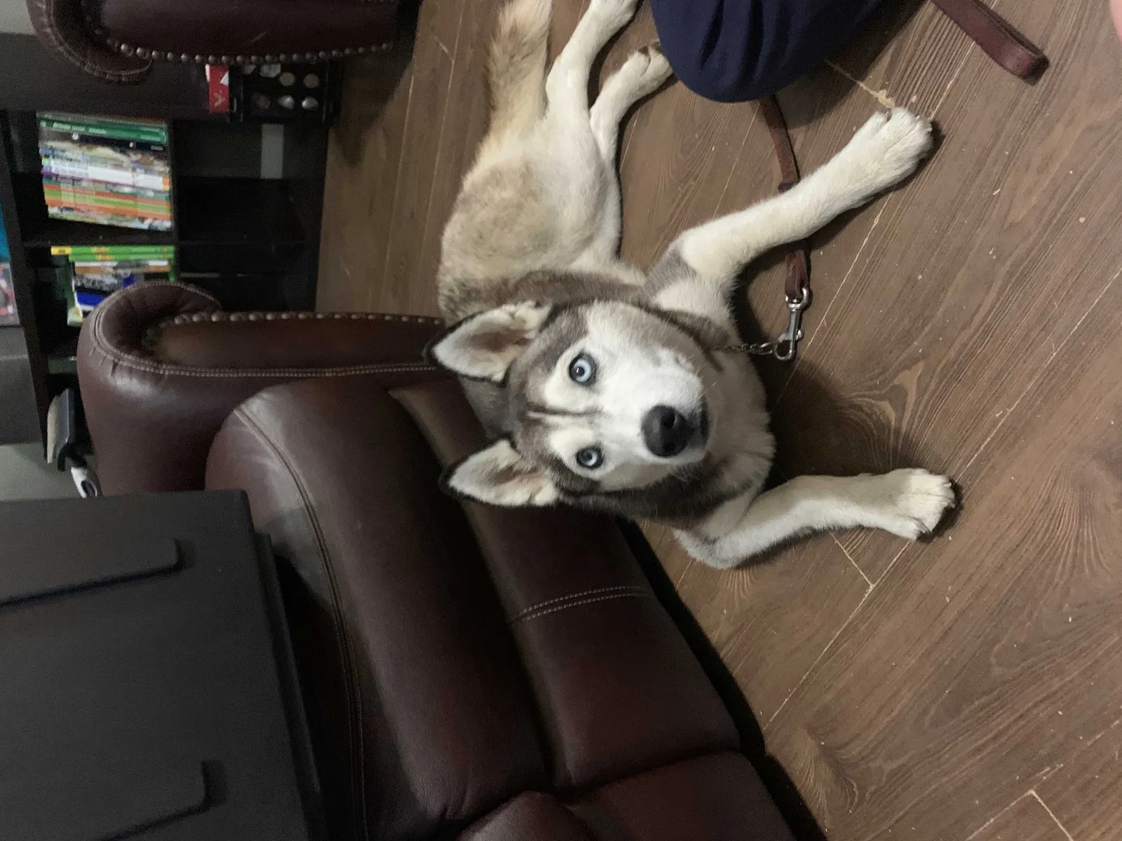 Lost dog in Murfreesboro, TN, 37129