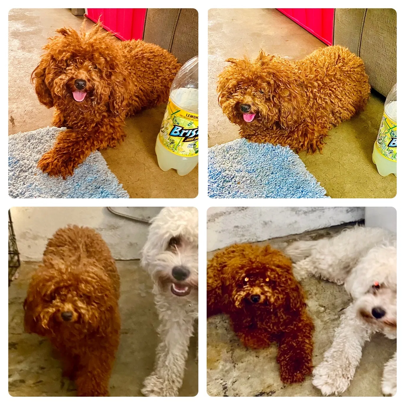 Lost dog in Pomona, CA, 91767