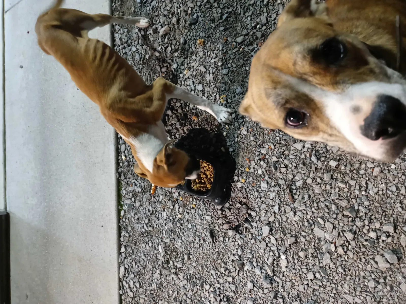 Found dog in Chapel Hill, TN, 37034