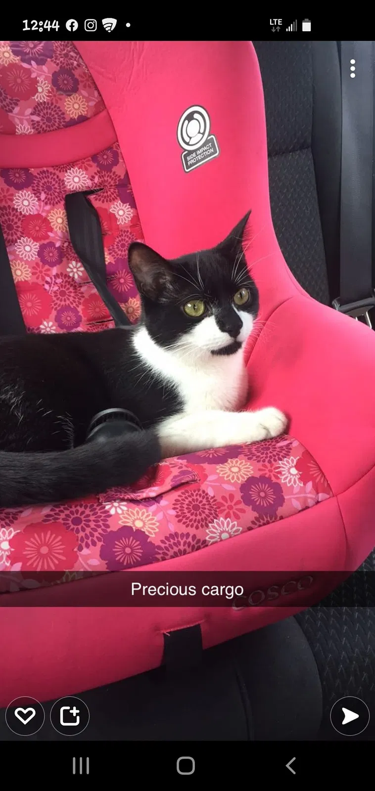 Lost cat in Alton, NH, 3809