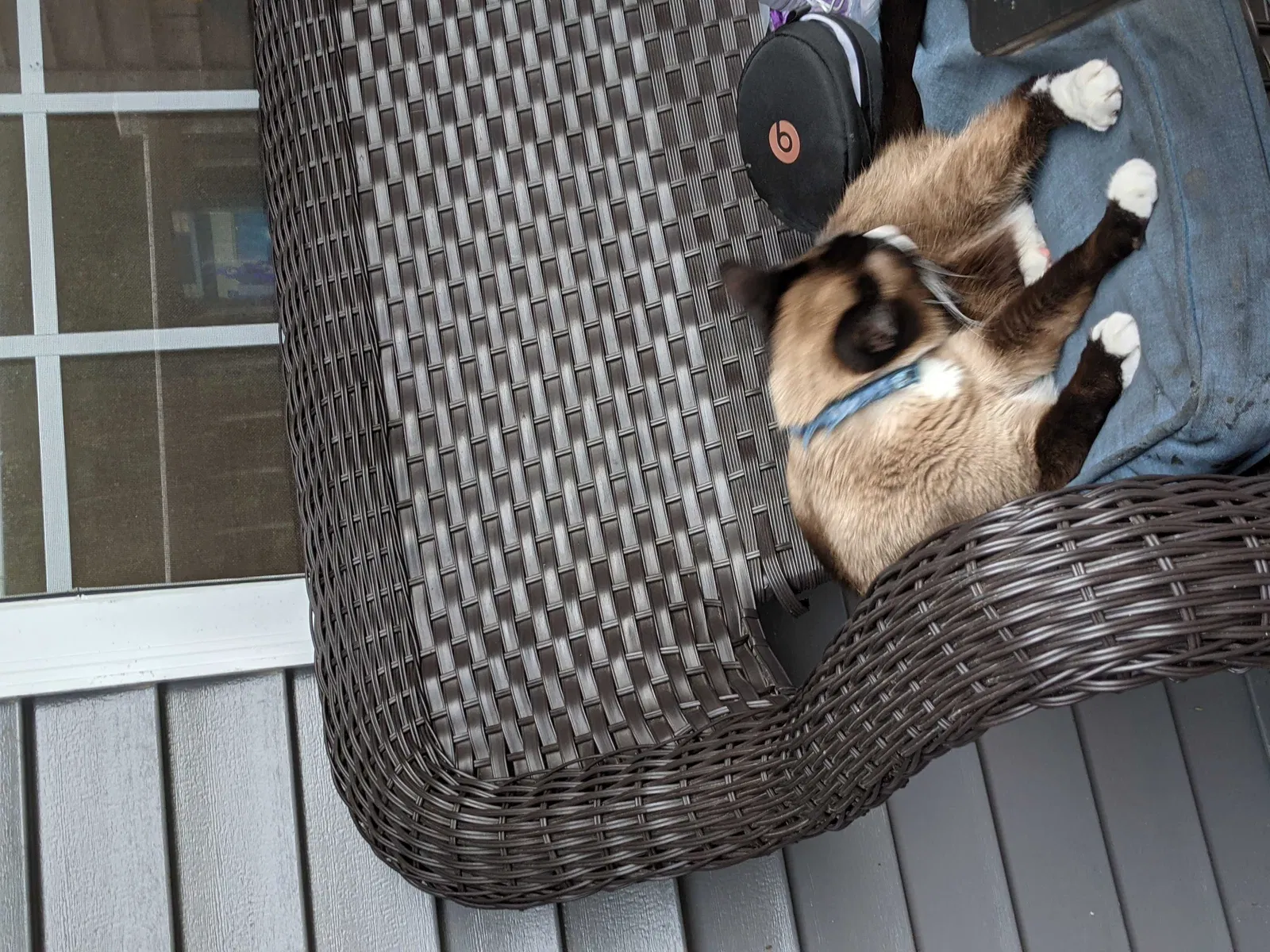Lost cat in Greensboro, NC, 27410