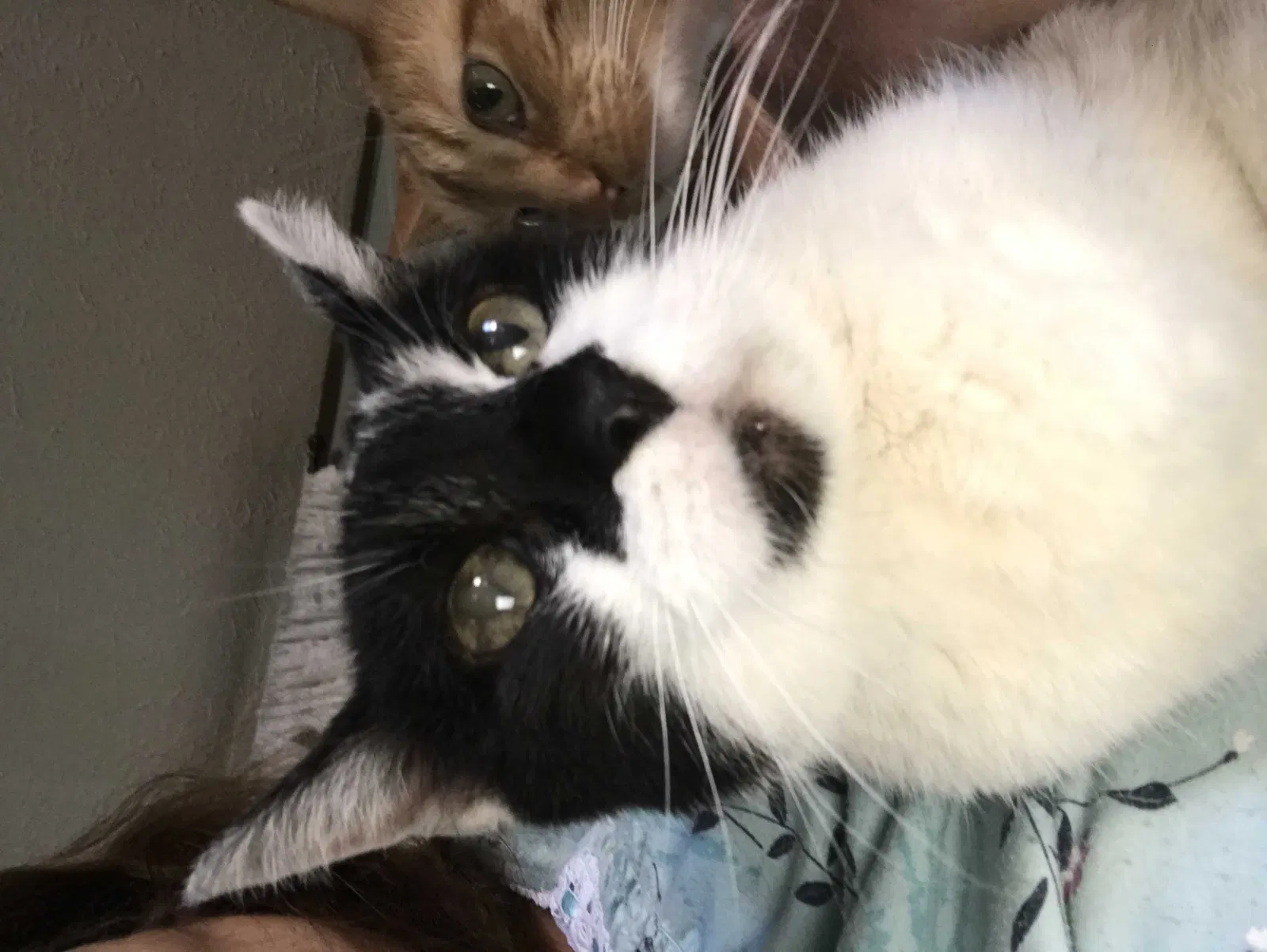 Found cat in Marseilles, IL, 61341