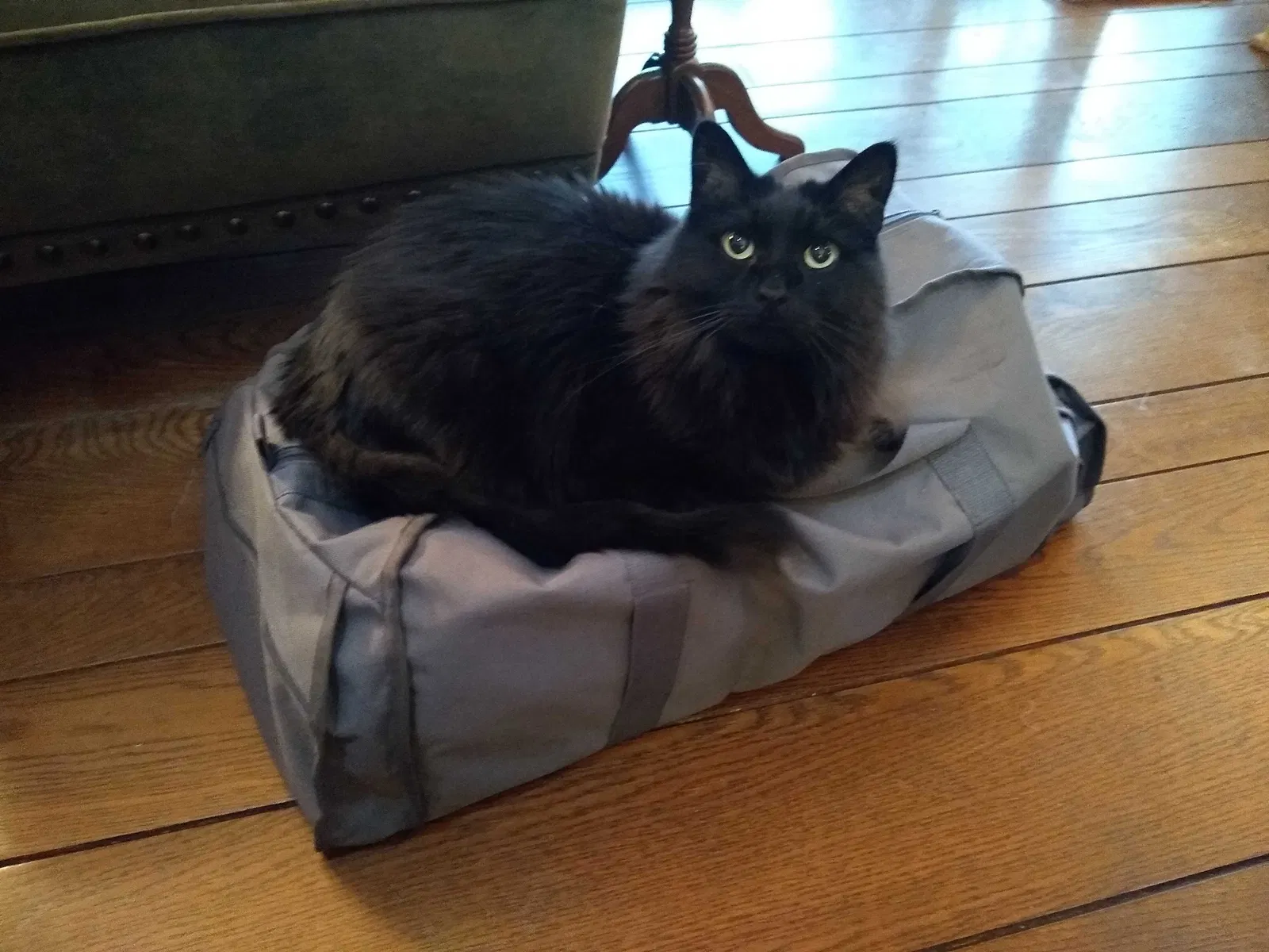 Lost cat in Racine, WI, 53406