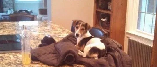 Lost dog in Bluemont, VA, 20135