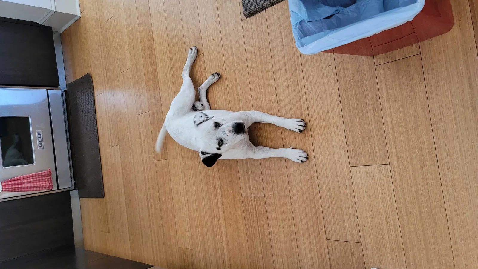 Lost dog in Moro, AR, 72368