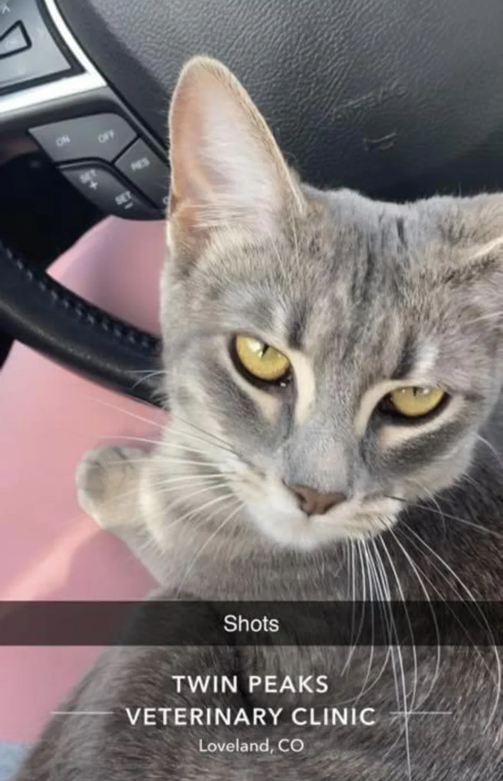 Lost cat in Greeley, CO, 80634