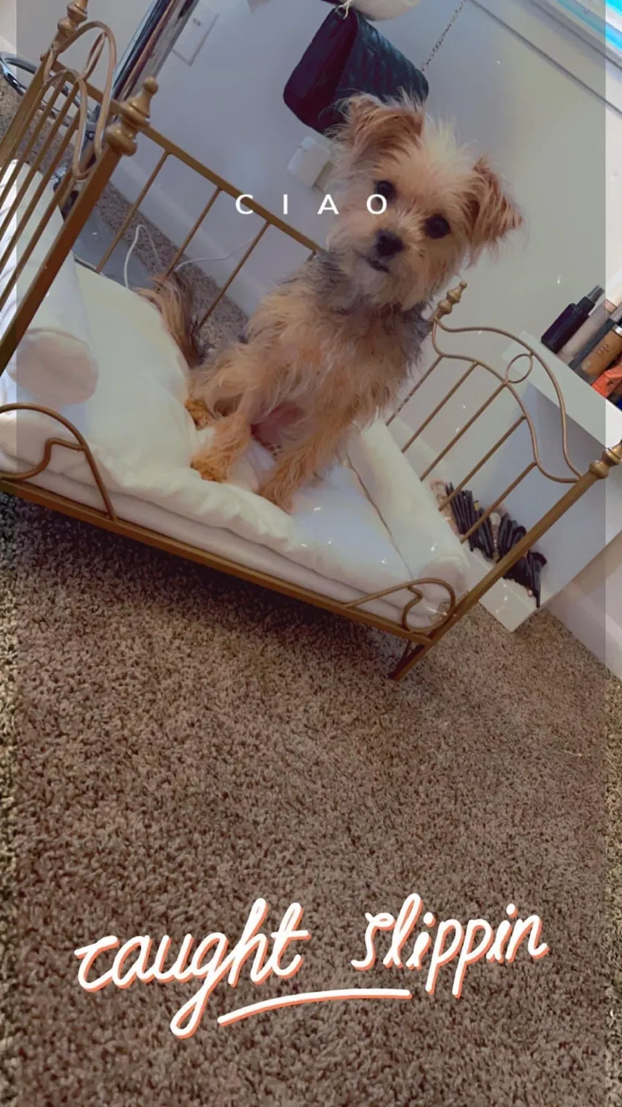 Lost dog in Theodore, AL, 36582