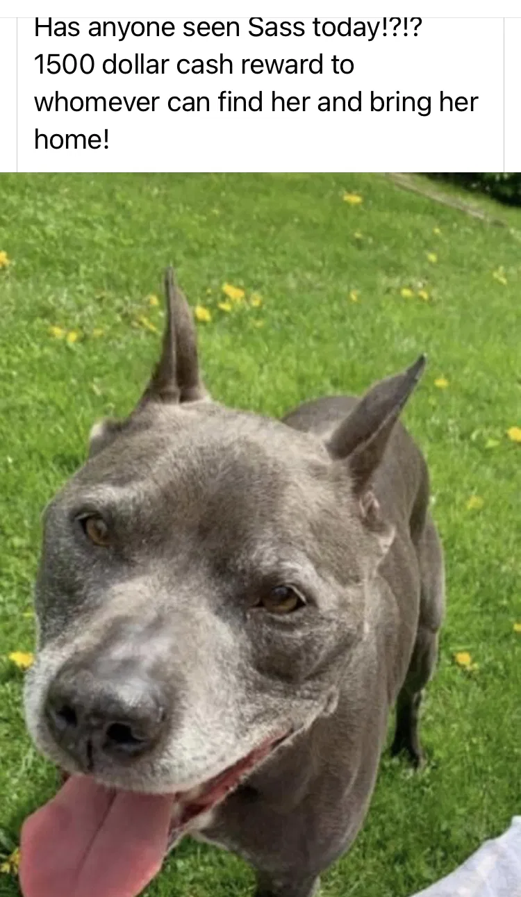 Found dog in Berne, IN, 46711