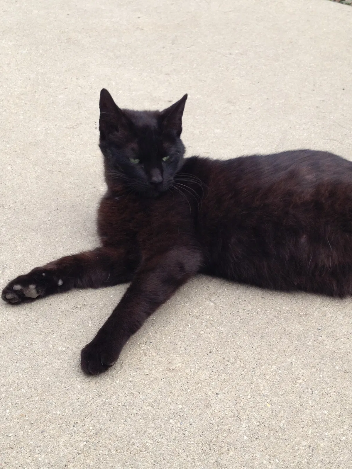 Lost cat in Union Grove, WI, 53182