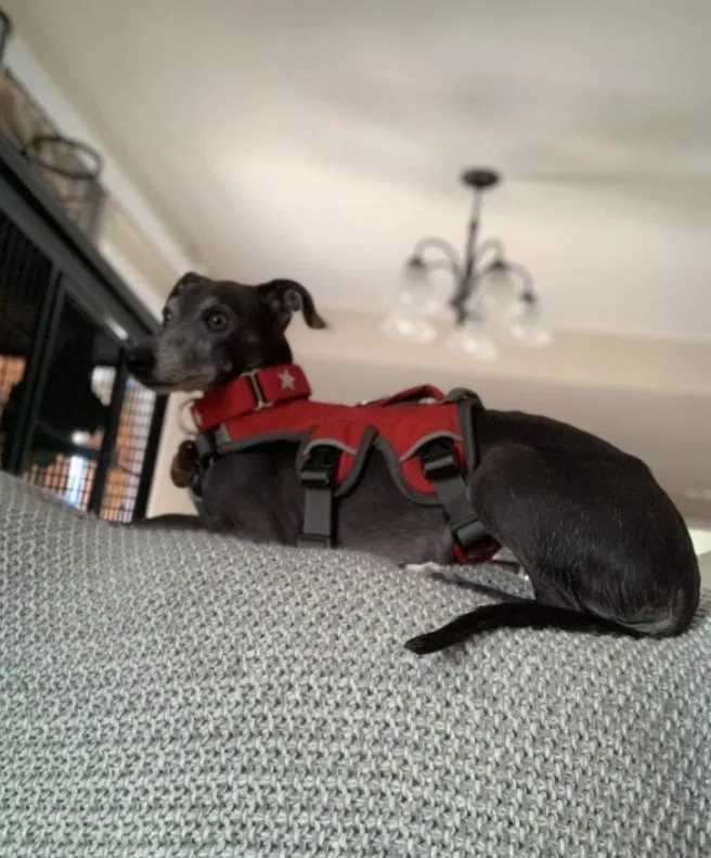 Found dog in Windsor, CO, 80550