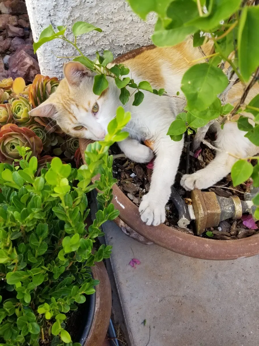 Lost cat in Las Vegas, NV, 89128