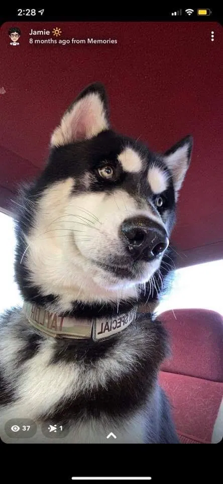 Lost dog in Valley, AL, 36854