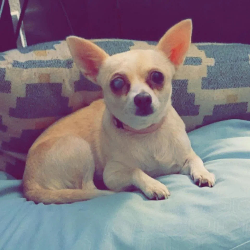 Lost dog in Porter Ranch, CA, 91326