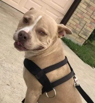 Lost dog in San Juan, TX, 78589