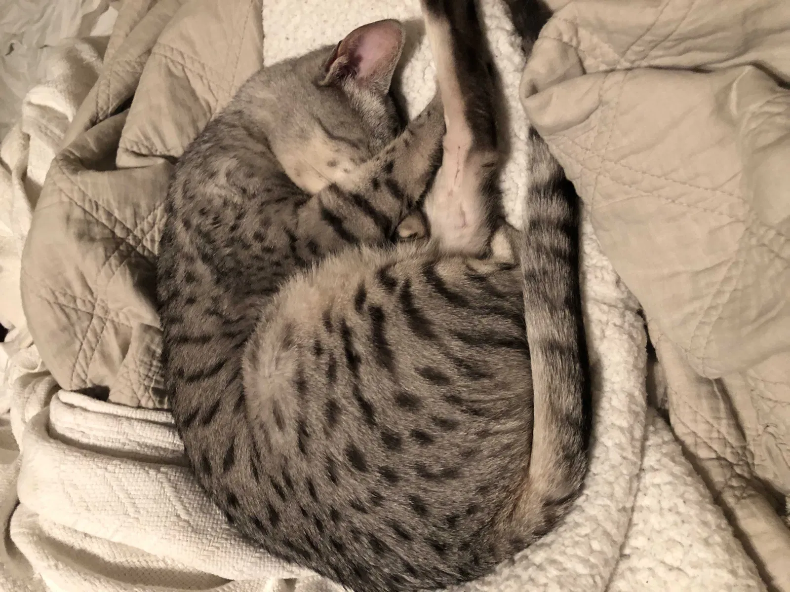 Lost cat in Windsor, CO, 80550