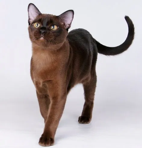 Lost cat in Murfreesboro, TN, 37130