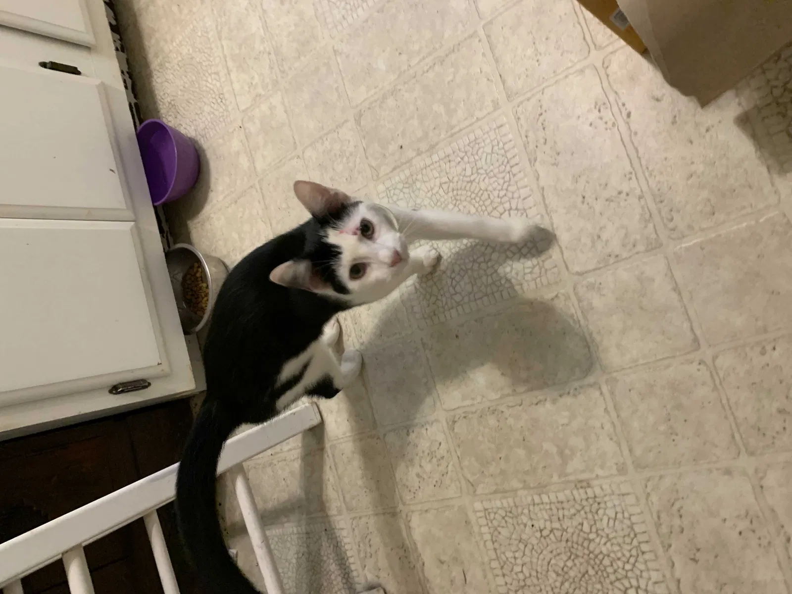 Found cat in Garner, NC, 27529