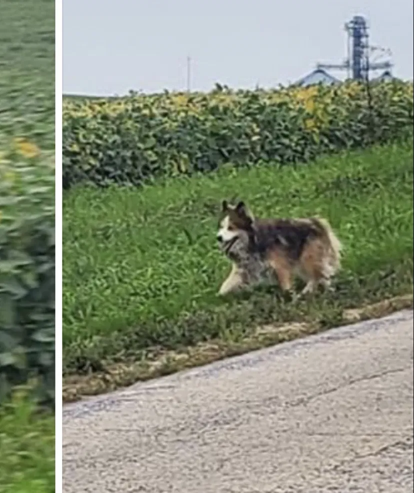 Lost dog in Madison, WI, 53719