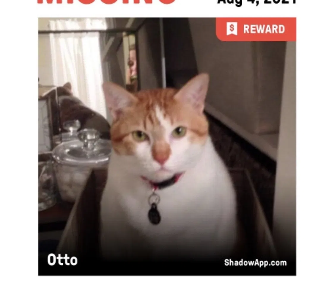 Lost cat in San Diego, CA, 92128