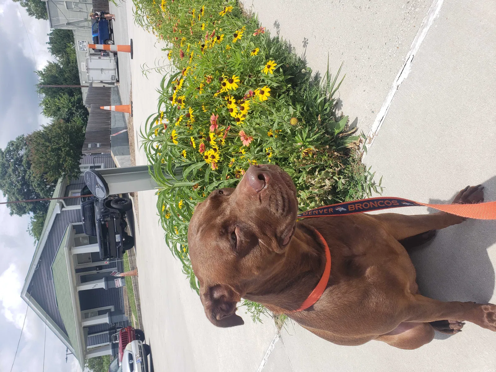 Lost dog in Greensboro, NC, 27401