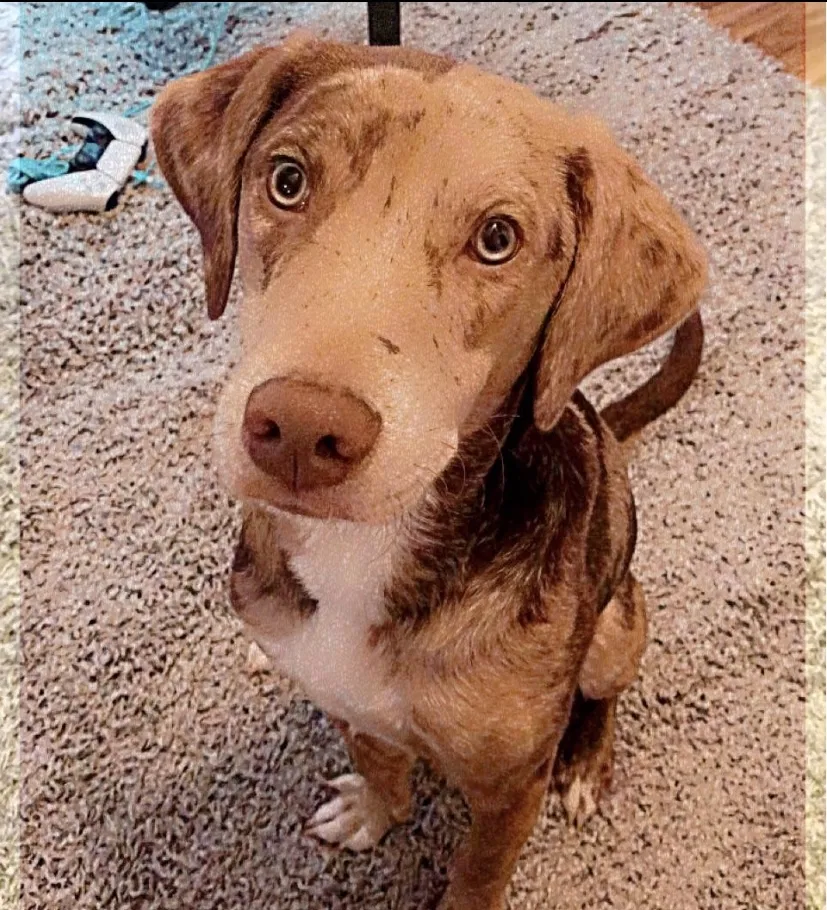 Lost dog in Lexington, KY, 40511
