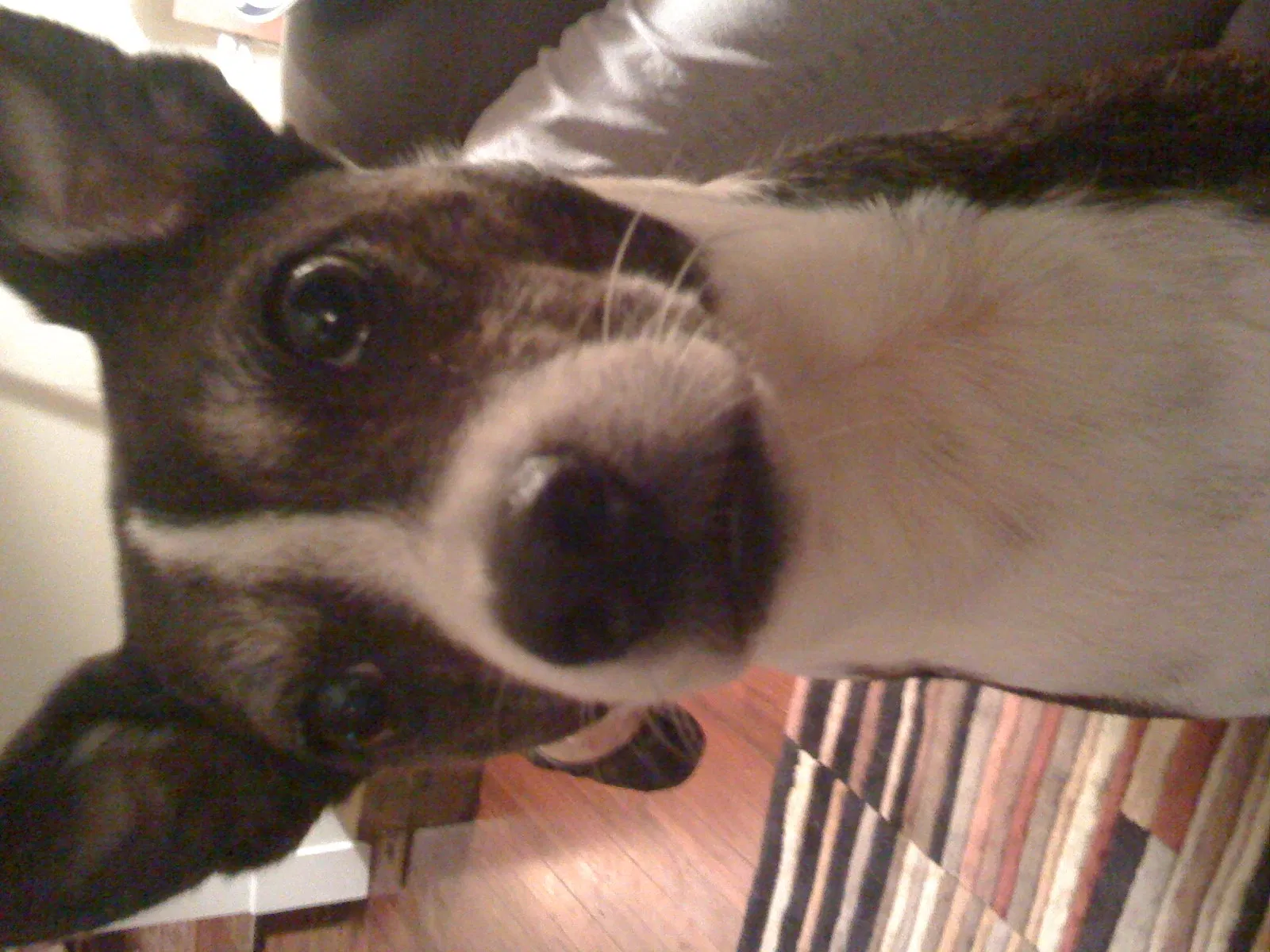 Lost dog in Louisville, KY, 40204