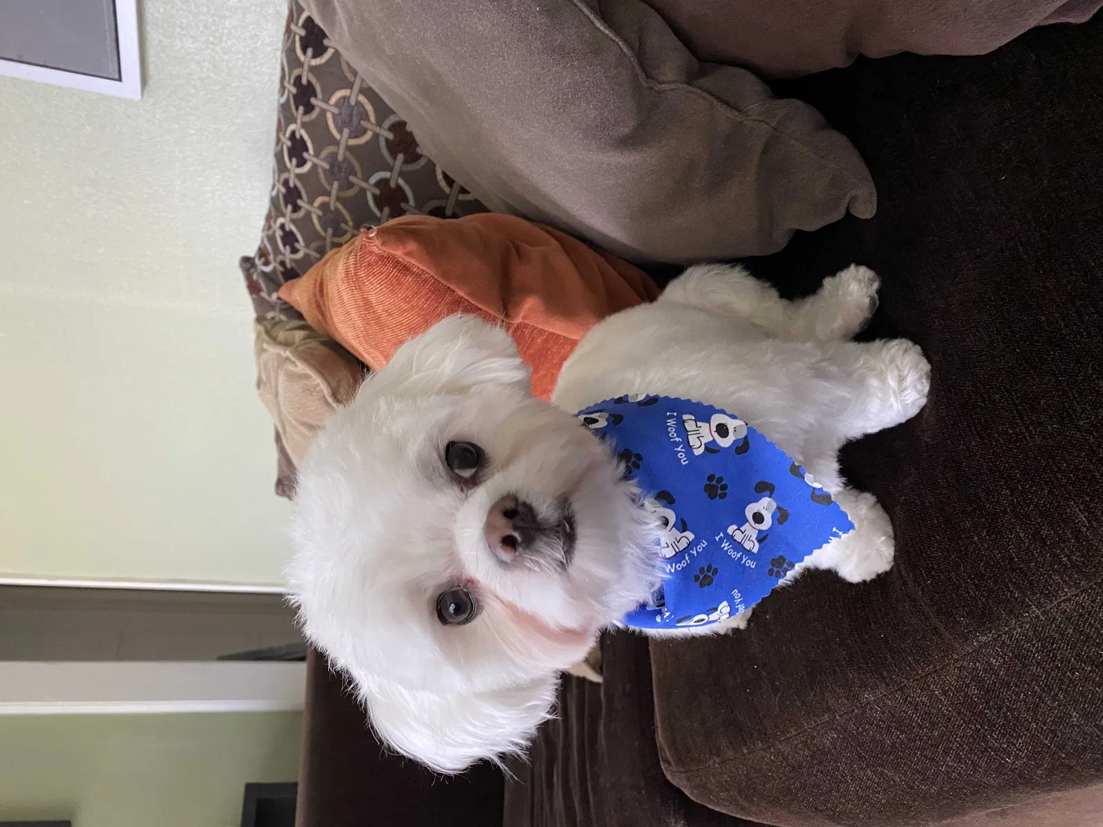 Lost dog in Baldwin Park, CA, 91706