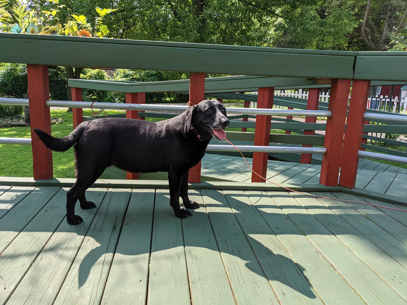 Lost dog in Stow, OH, 44224