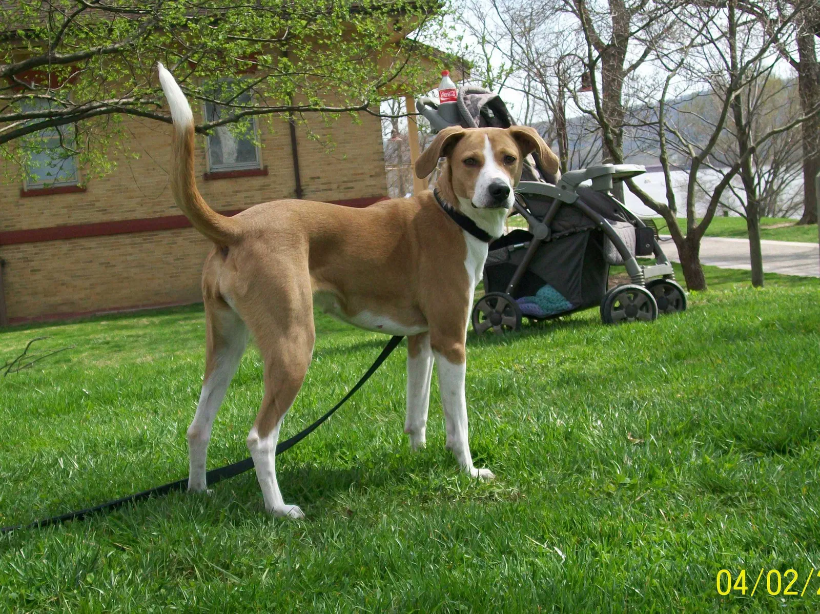 Lost dog in Cincinnati, OH, 45248