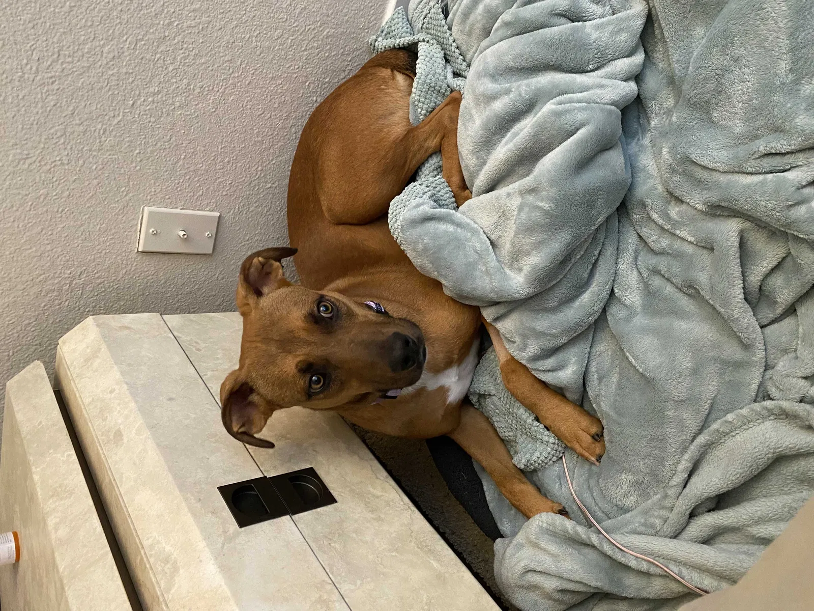 Lost dog in Citrus Heights, CA, 95610