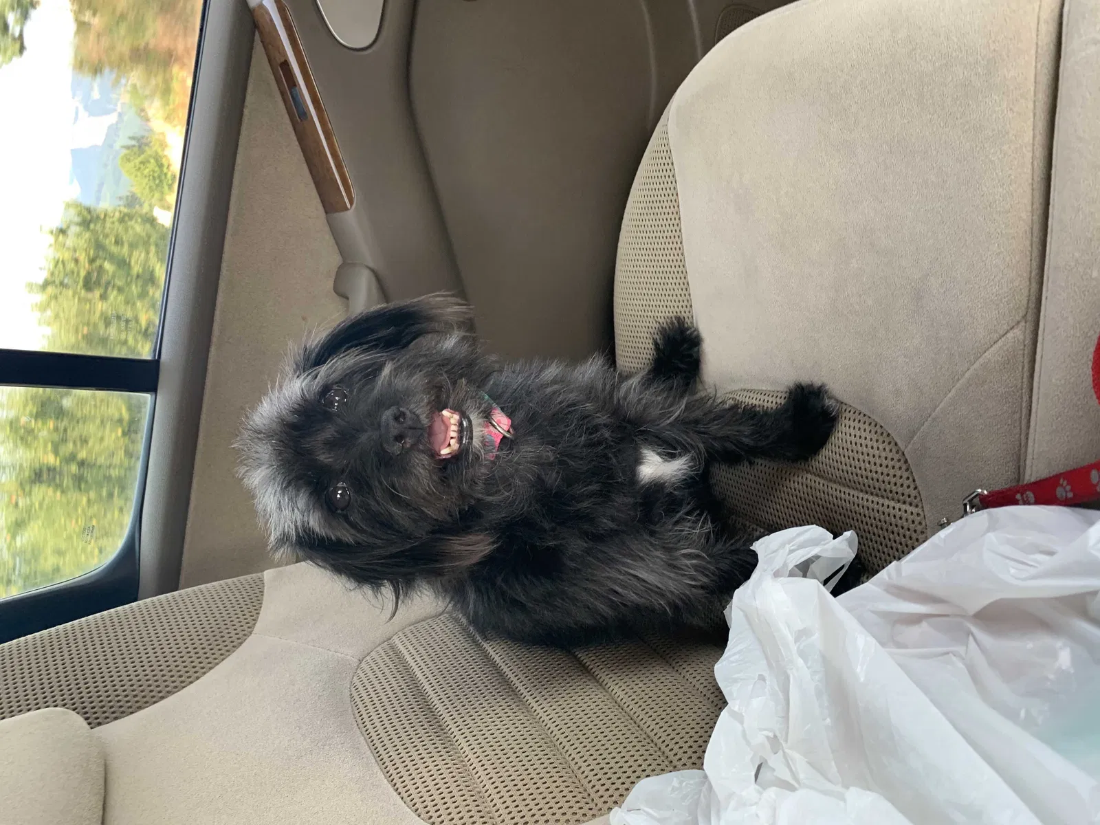 Lost dog in Yakima, WA, 98901