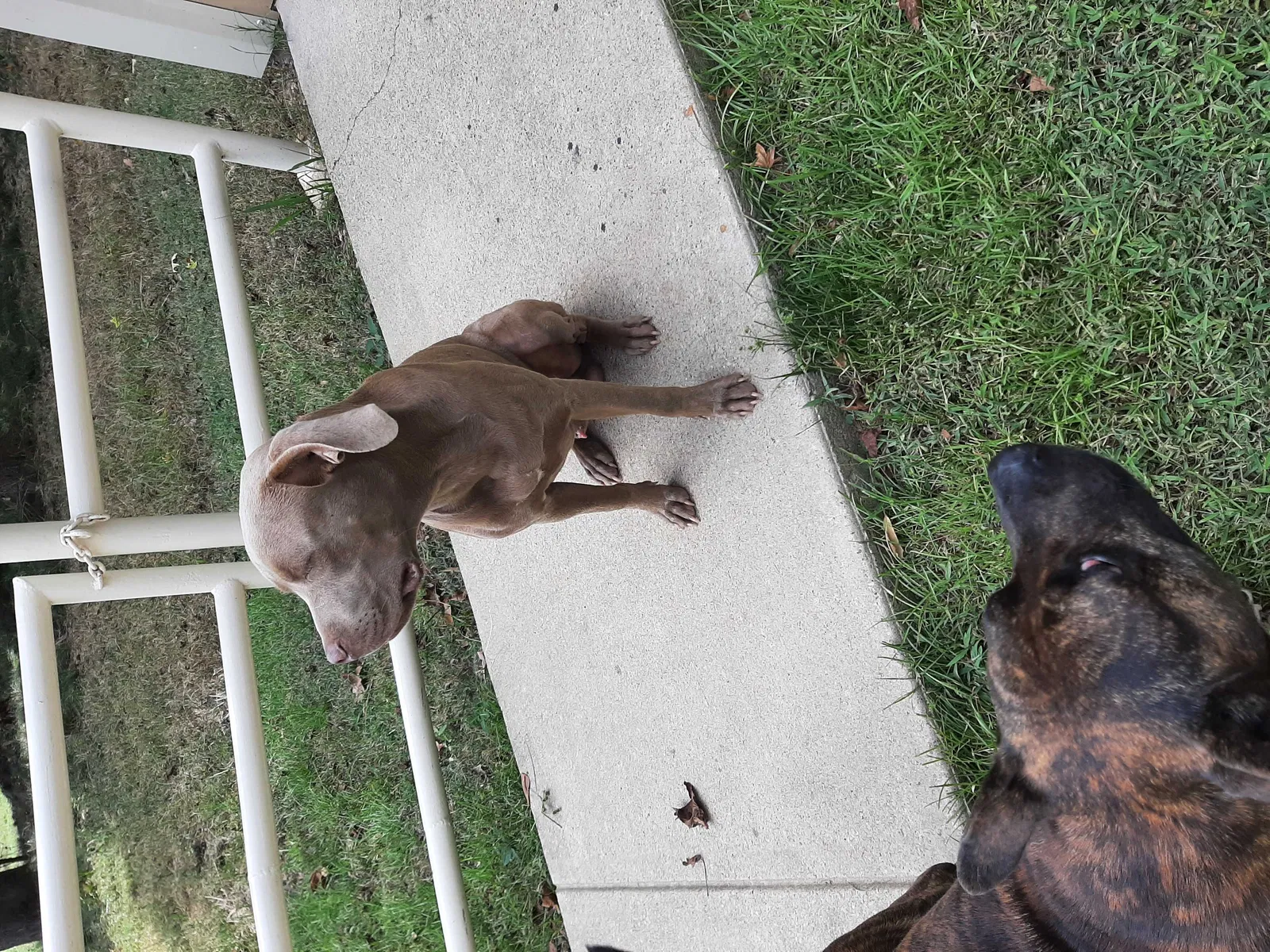 Found dog in Gladewater, TX, 75647