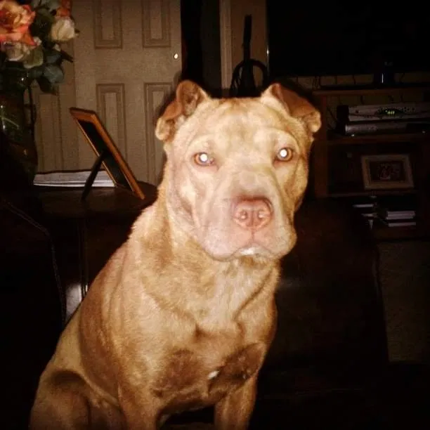 Lost dog in Unknown, OH, 46424