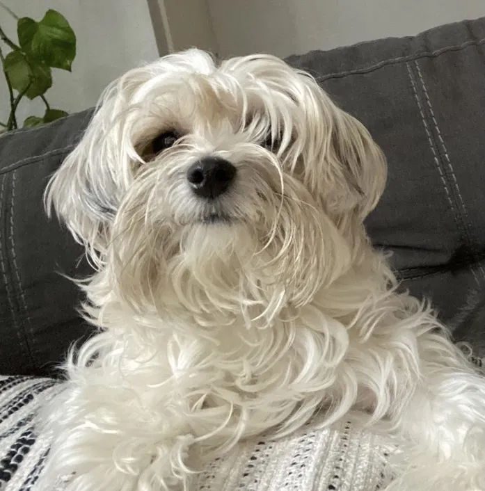 Lost dog in Tampa, FL, 33609