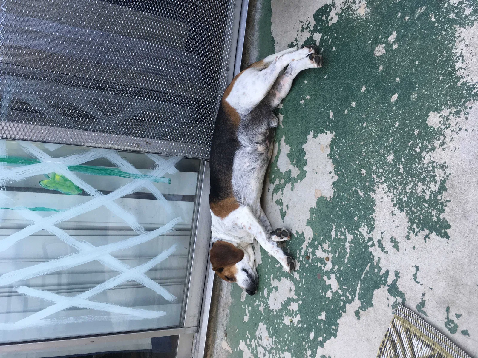 Found dog in Fallbrook, CA, 92028
