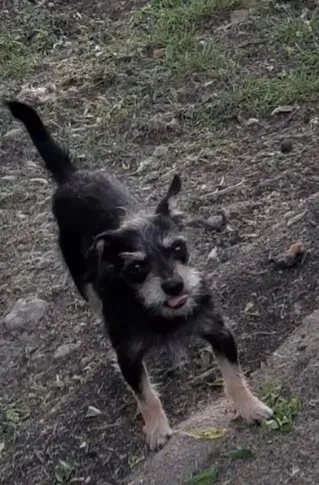 Lost dog in Belton, TX, 76513