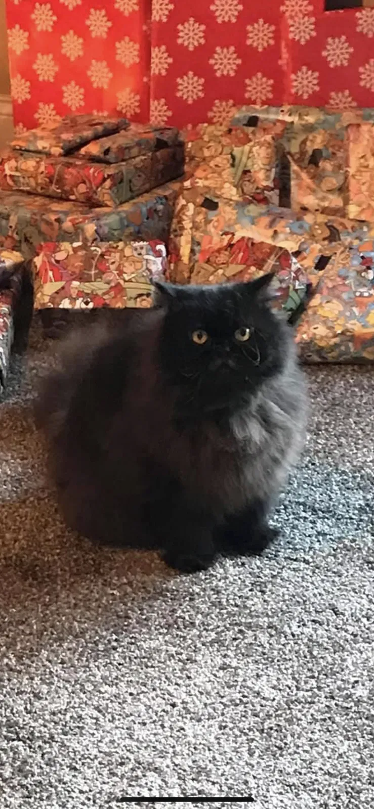 Lost cat in Canton, OH, 44709