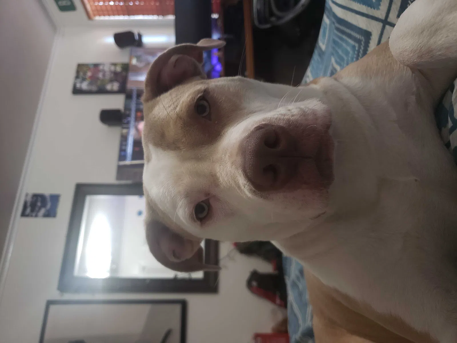 Lost dog in Shreveport, LA, 71105