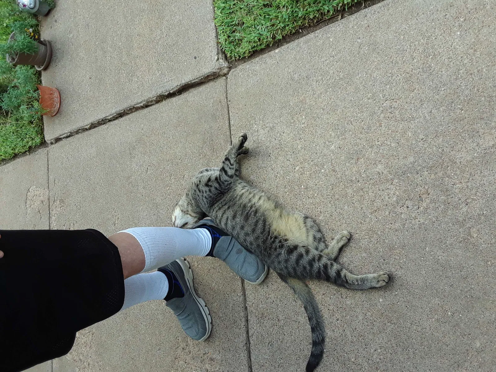 Found cat in Abilene, TX, 79601