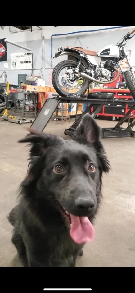 Lost dog in Englewood, CO, 80110