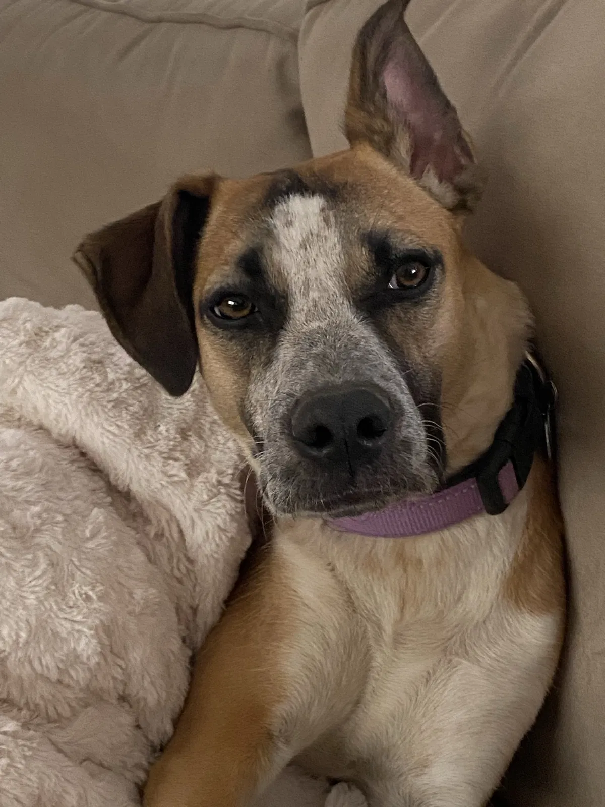 Lost dog in El Paso, TX, 79936