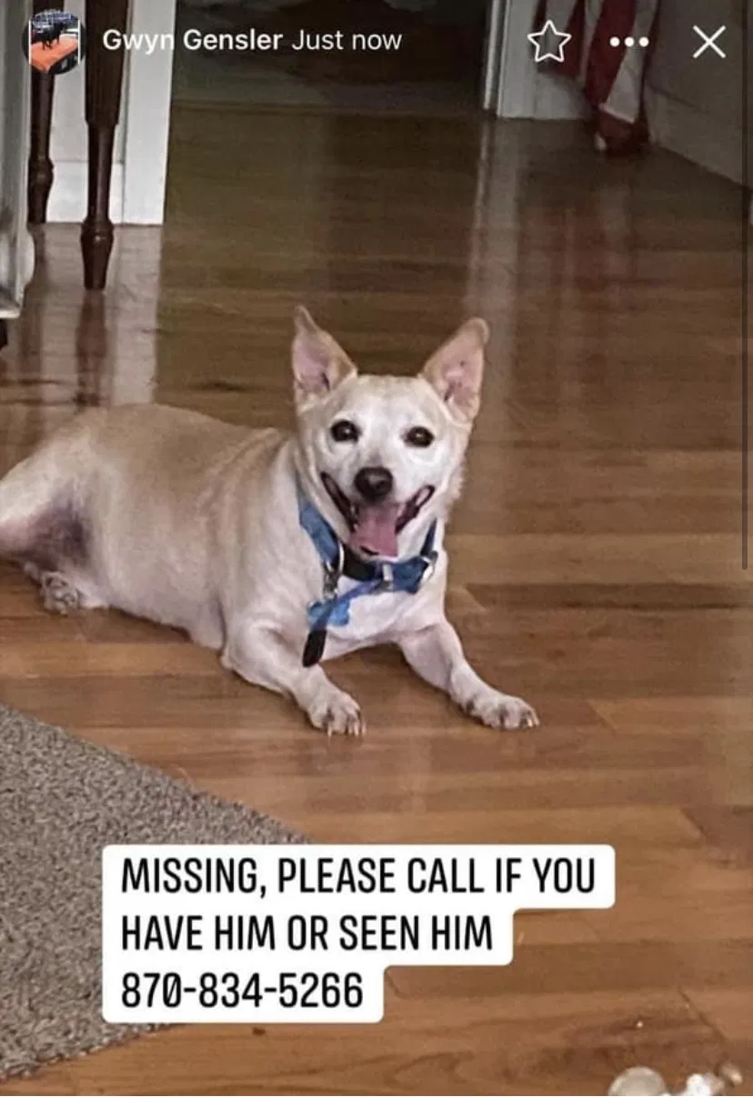 Lost dog in Melbourne, AR, 72556