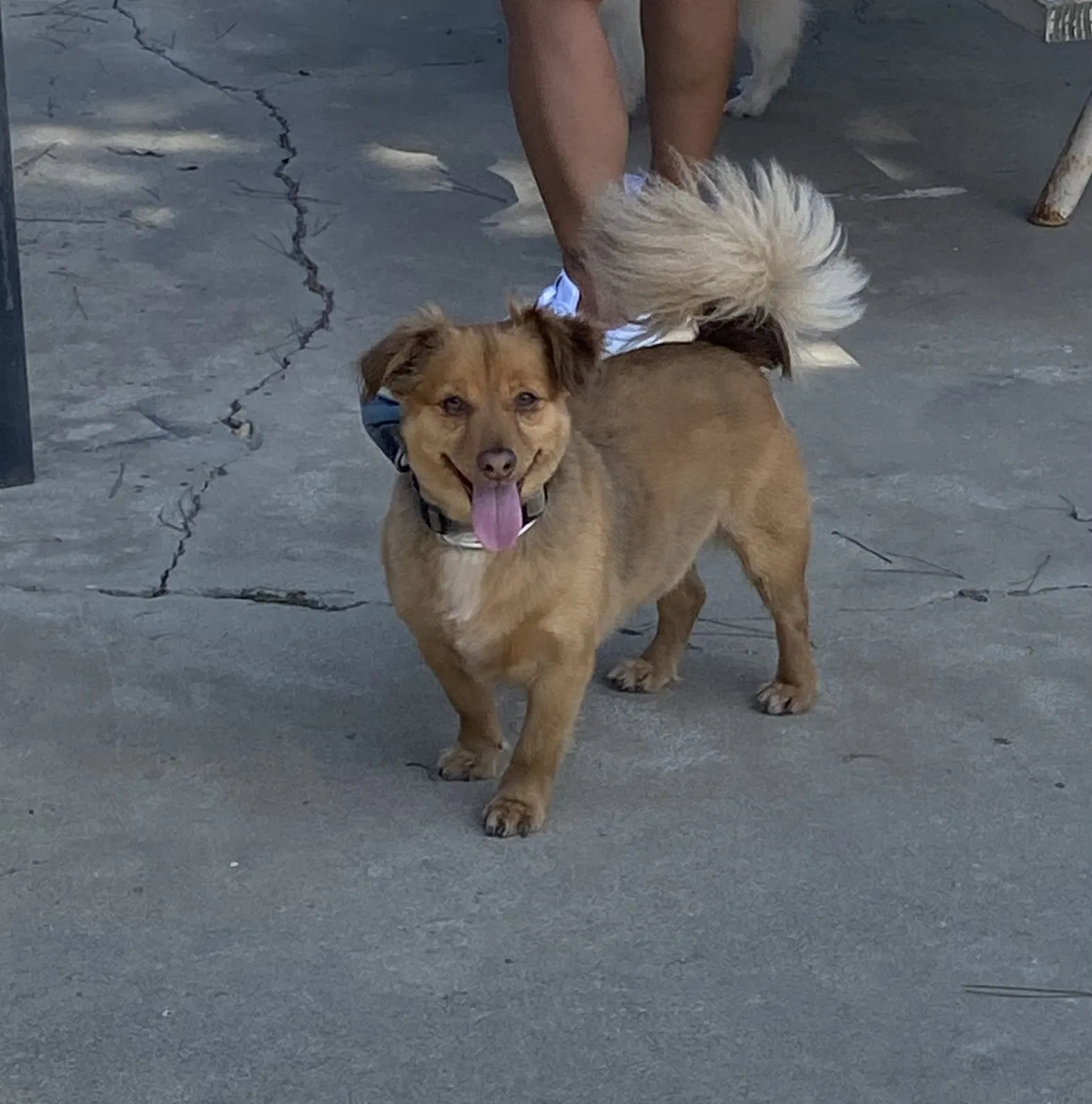 Lost dog in Bakersfield, CA, 93309