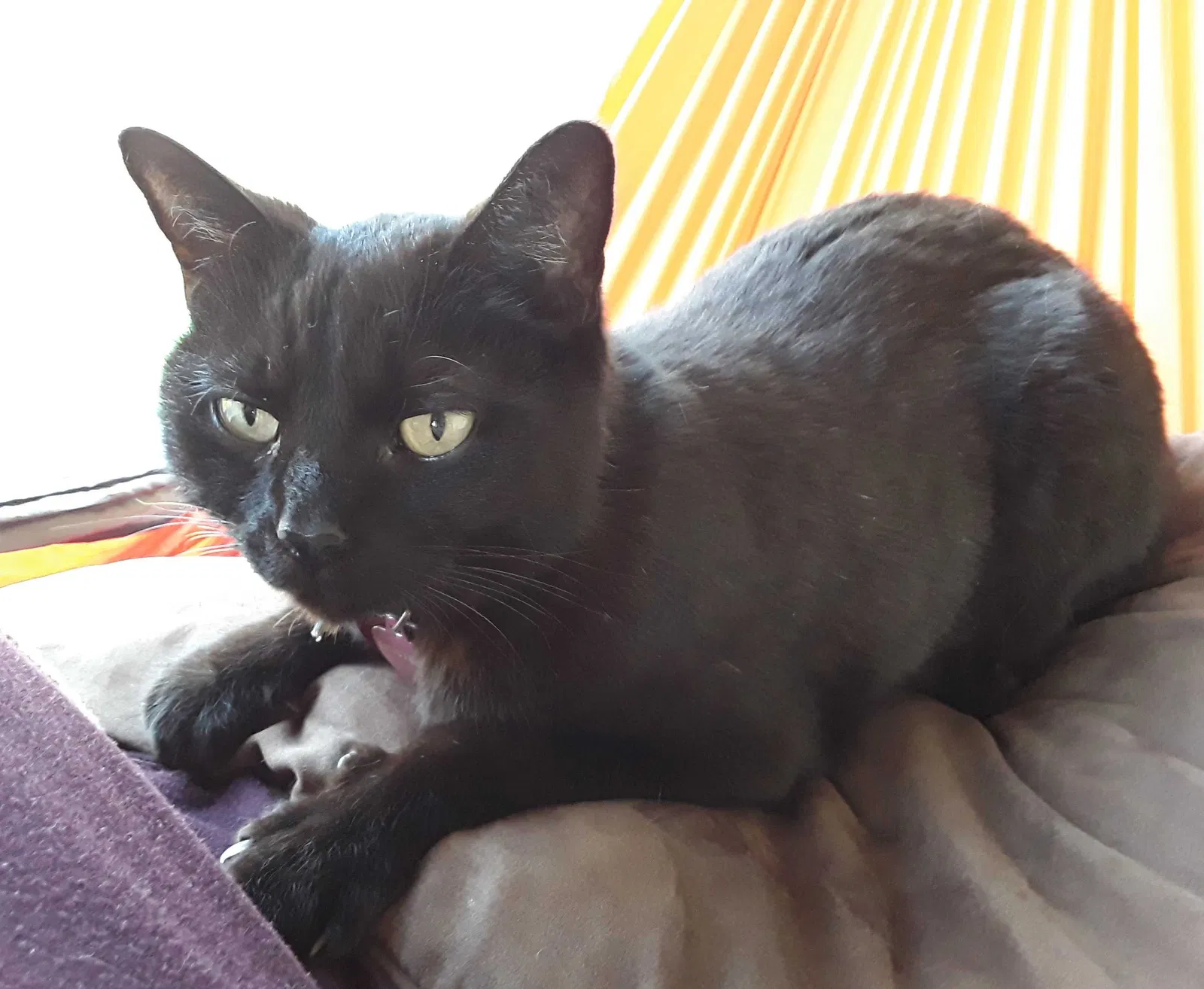 Lost cat in Asheville, NC, 28801